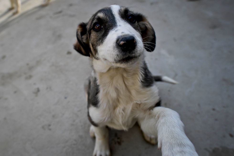 Activists have called for more action from authorities to act on animal welfare laws.