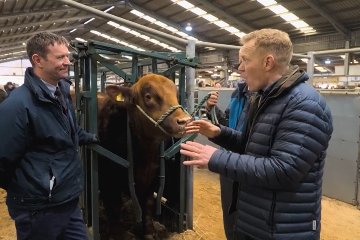 Adam Henson with vet and bull