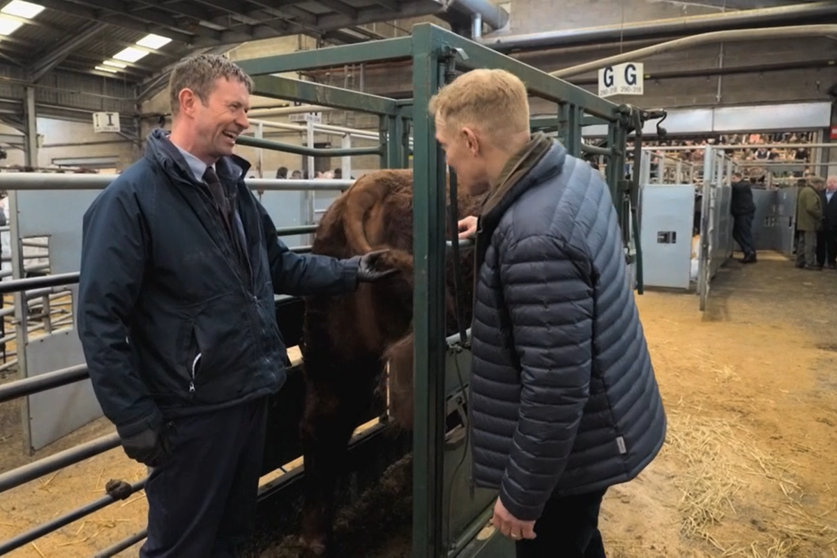 Adam Henson with vet and bull