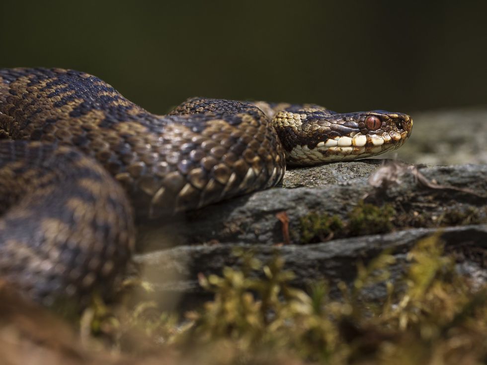 Adder