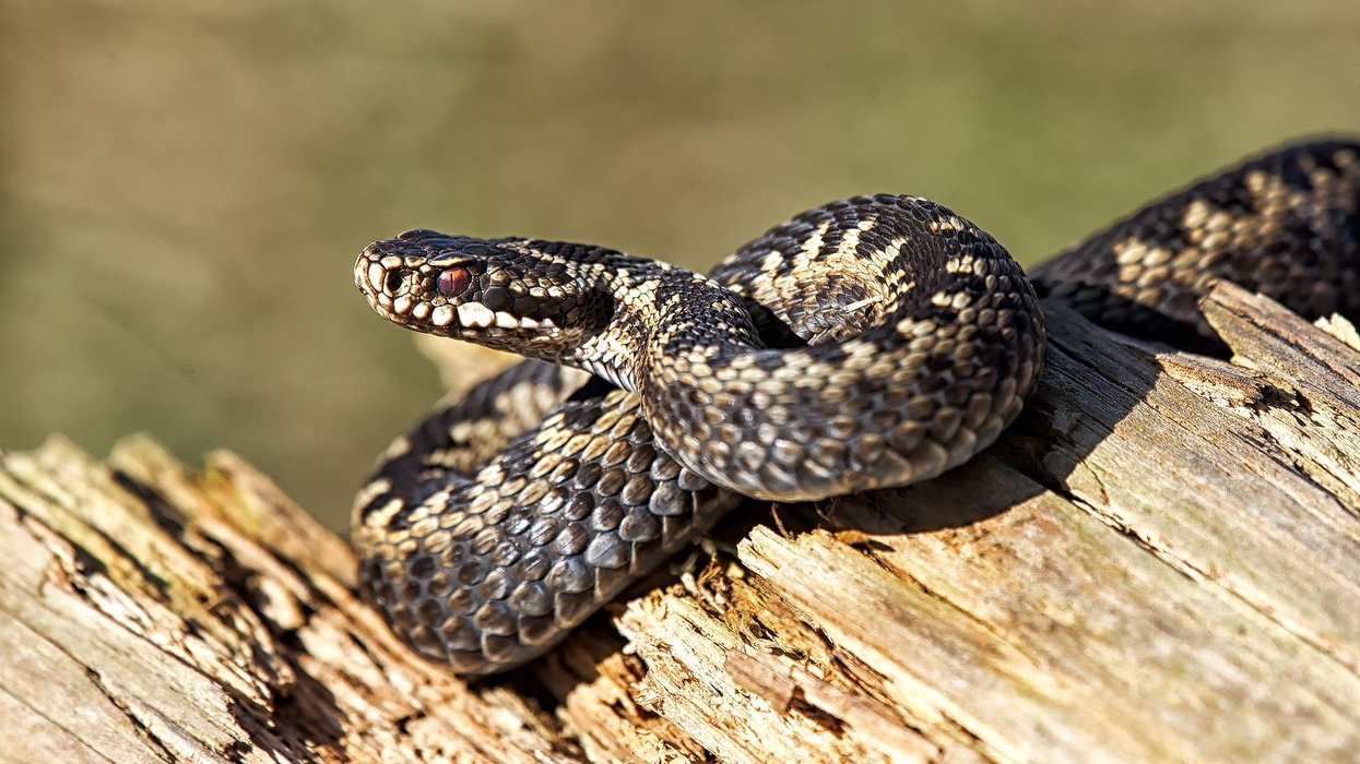 Adder