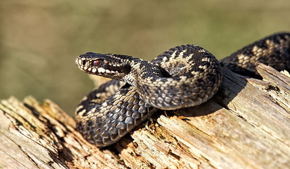 Extinction fears for Britain’s only native venomou