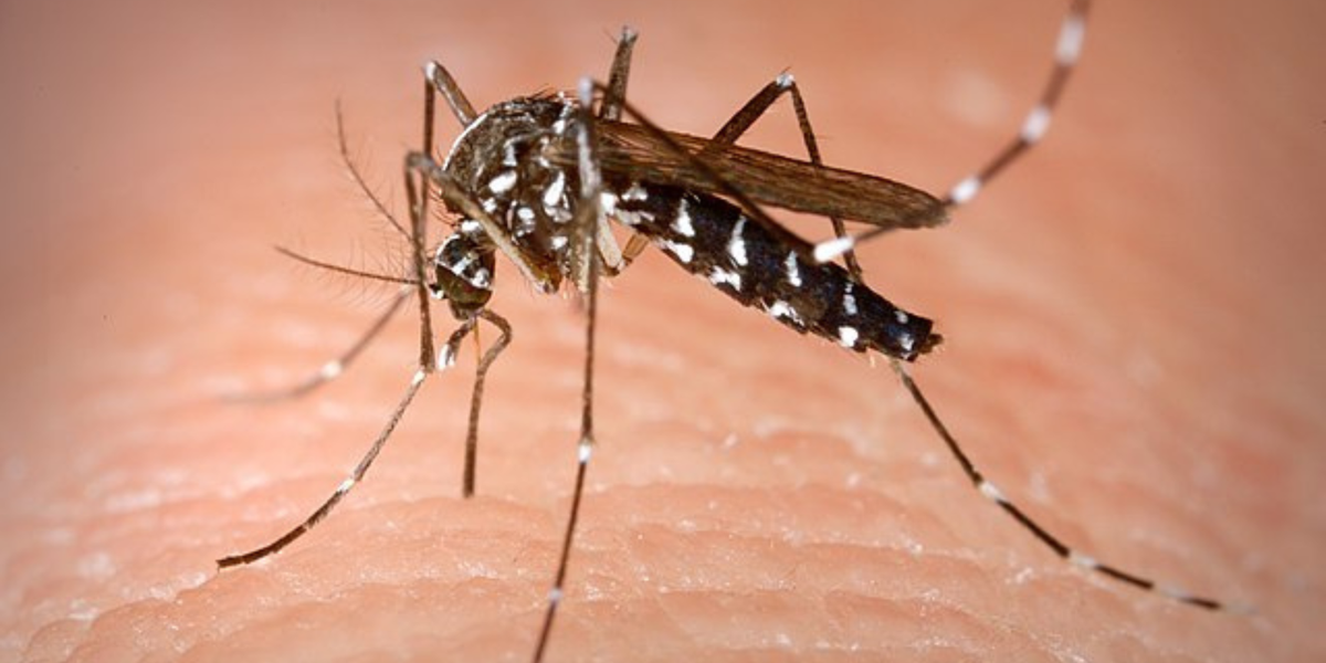 NextImg:British health authorities told to act after two species of fatal disease-carrying mosquitoes identified in UK