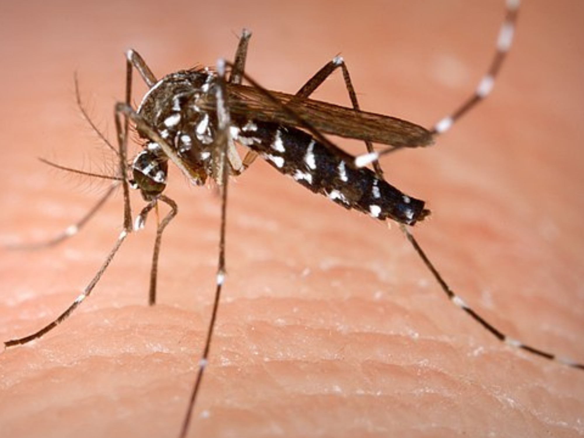 Aedes albopictus, known as the (Asian) tiger or forest mosquito