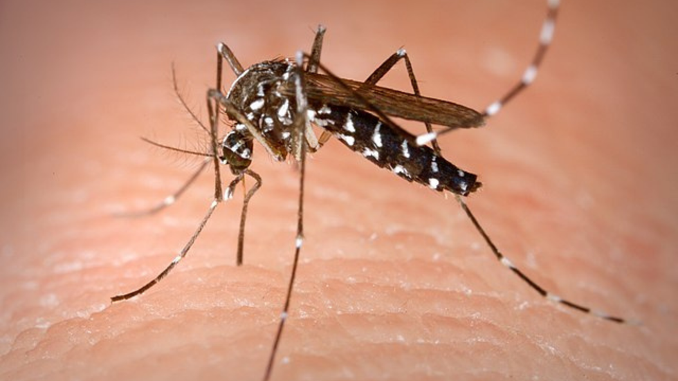 Aedes albopictus, known as the (Asian) tiger or forest mosquito
