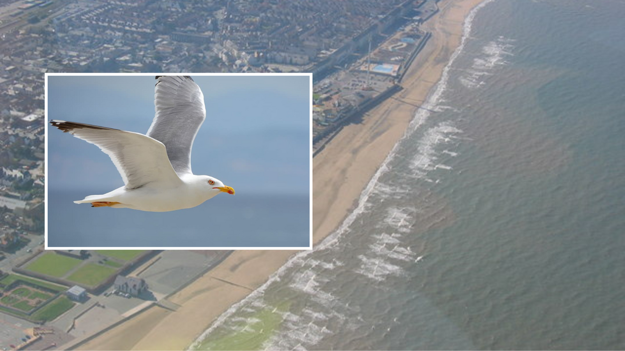 Aerial view of Rhyl superimposed with a seagull
