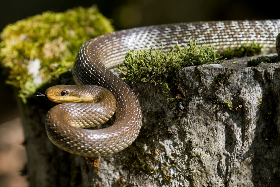 Aesculapian snake