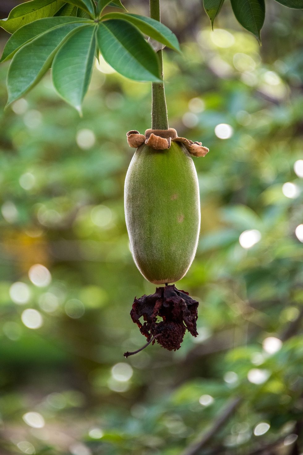 African Baobab Fruit