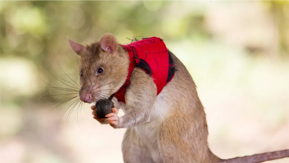 African pouch rats