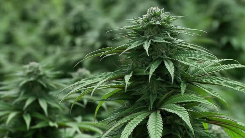 Albanian crime groups now control the majority of cannabis farms across the UK