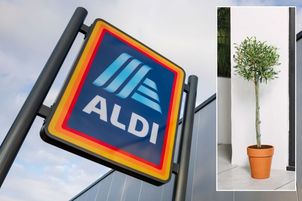 Aldi / Roots & Blooms Olive Tree