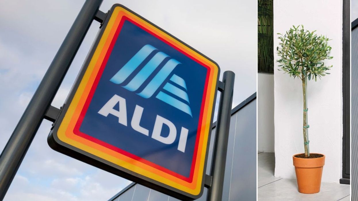 Aldi / Roots & Blooms Olive Tree