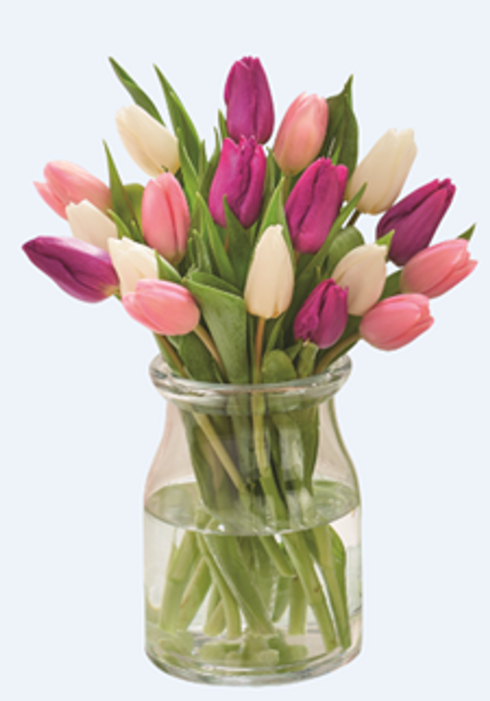Aldi's Lovely Mum Tulips