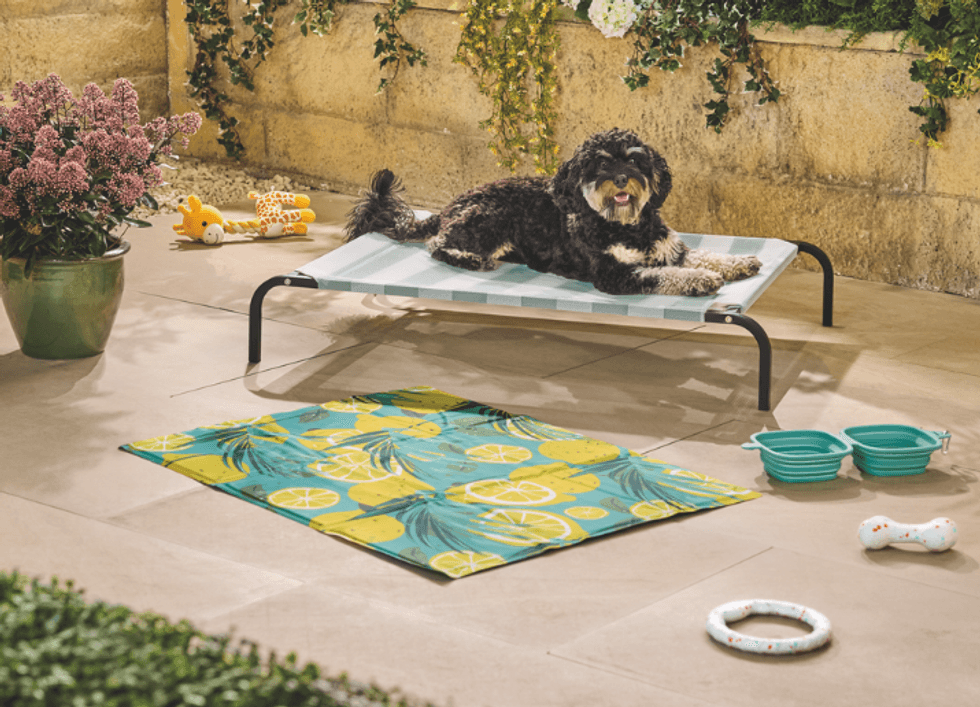 Aldi's new pet range