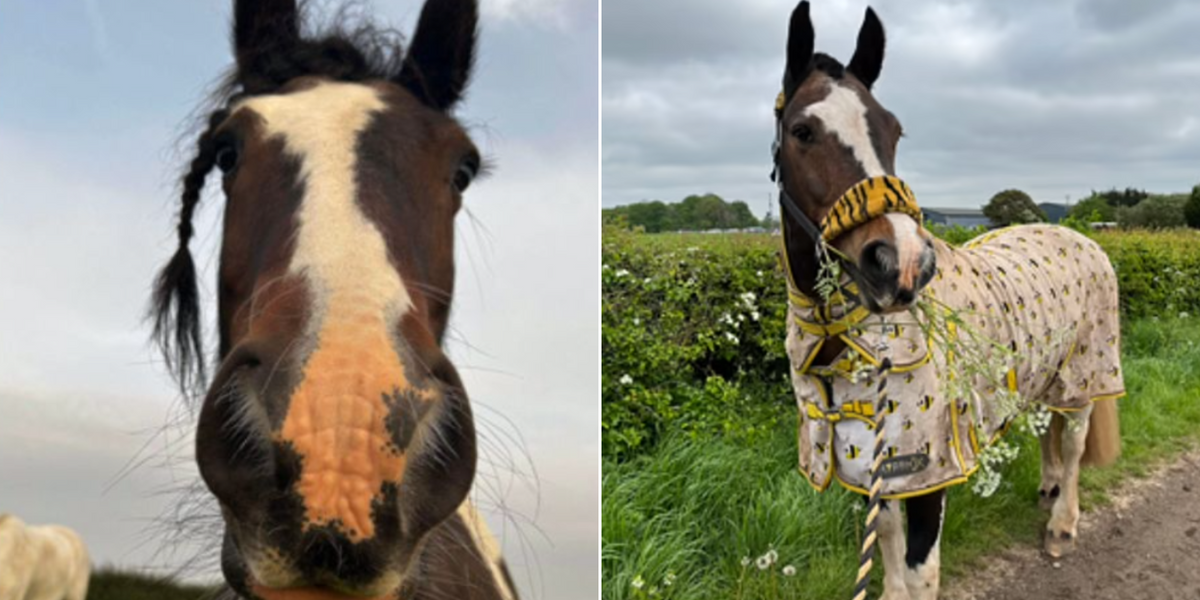 NextImg:Manhunt launched to find 'sickening' horse killer after animal was found butchered