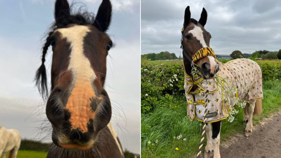 Alfie the horse