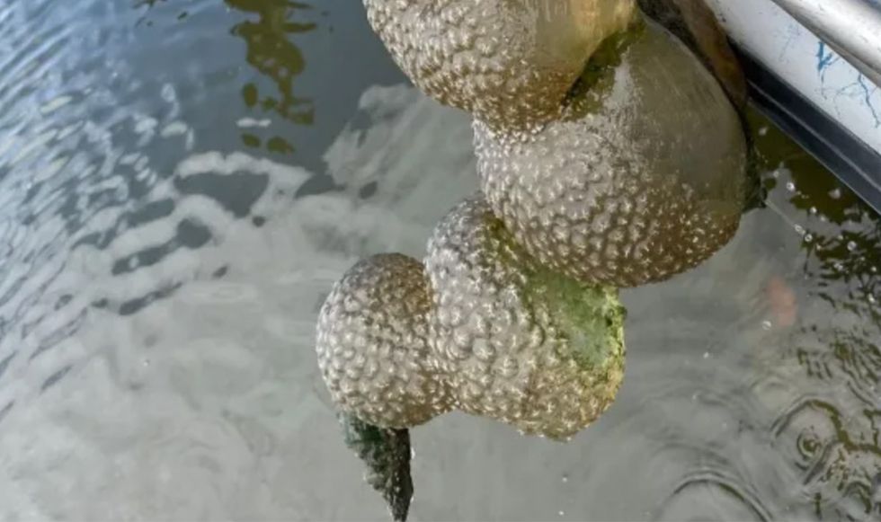 'Alien egg pods' found in McGee Creek Reservoir, Oklahoma