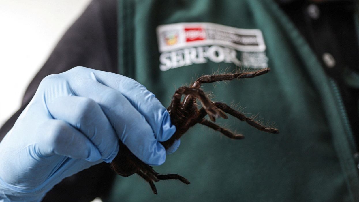 'Spider smuggler' found with 'swollen stomach' after strapping over 300 arachnids to his body to bypass airport security