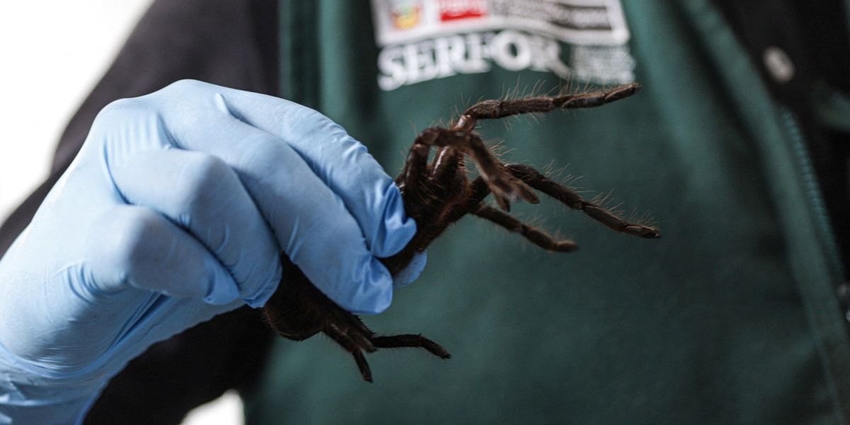 NextImg:'Smuggler' with over 300 spiders strapped to his body caught trying to bypass airport security