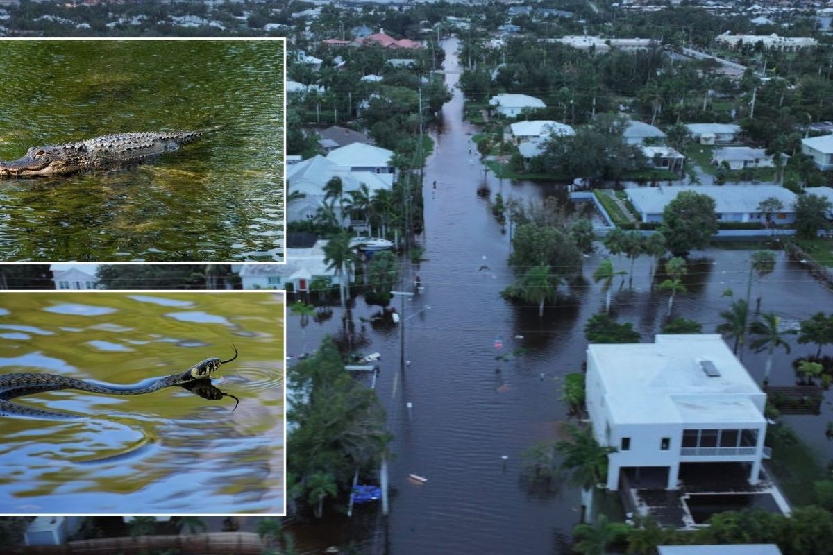 Alligator and snake in flooded Florida