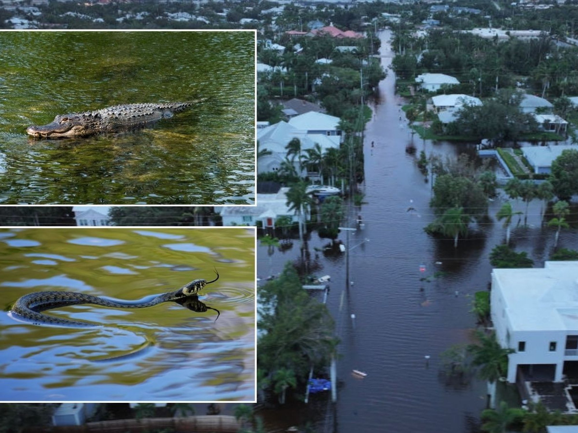 Alligator and snake in flooded Florida
