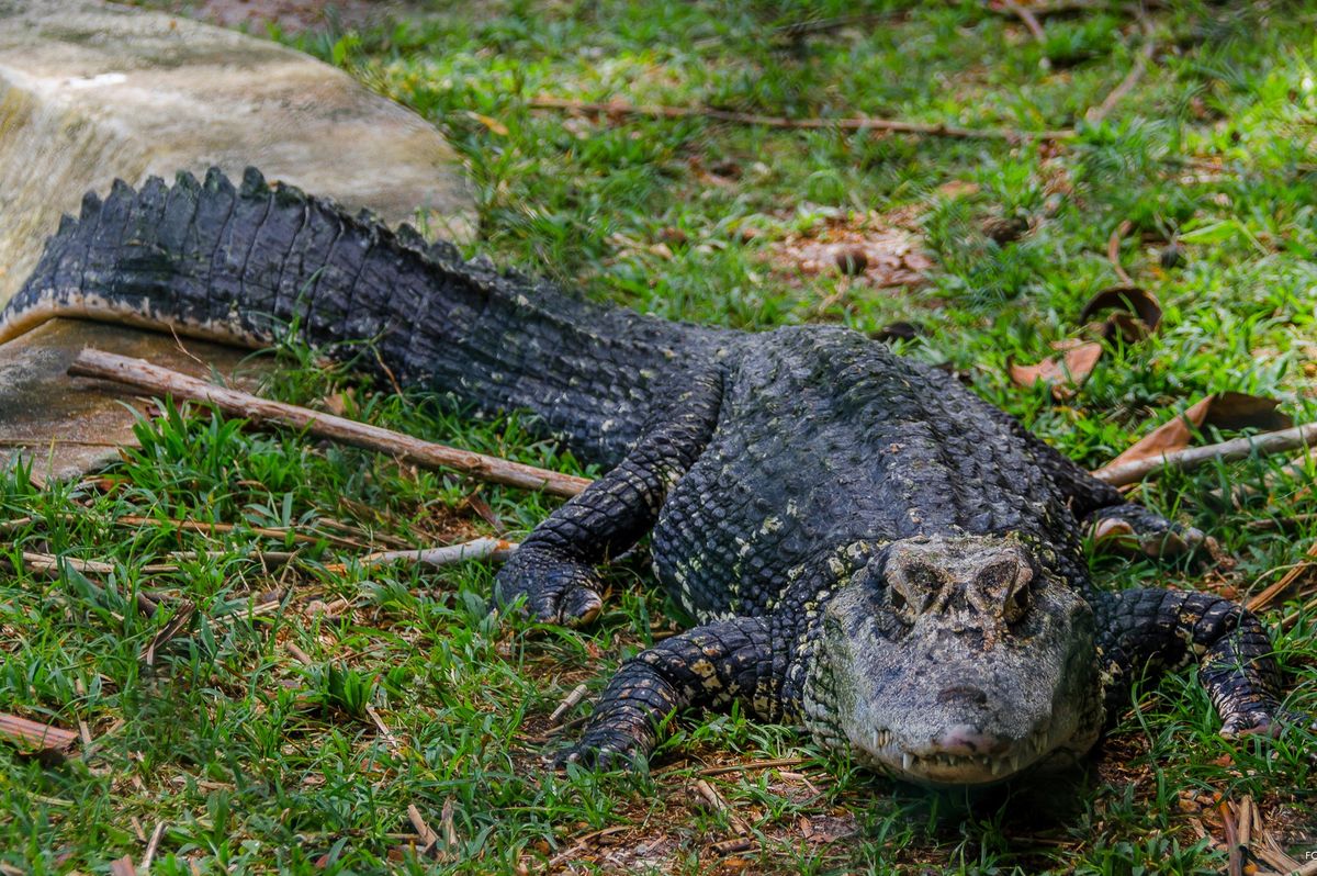 Alligator