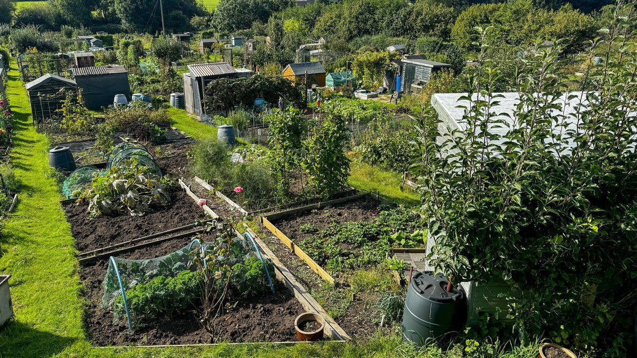 Allotment