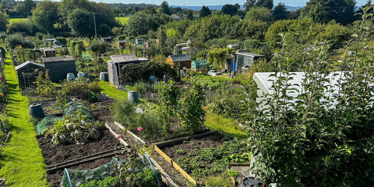 Council row erupts over decision to ban cockerels at Durham allotment as petition racks up hundreds of signatures Council row erupts over decision to ban cockerels at Durham allotment as petition racks up hundreds of signatures