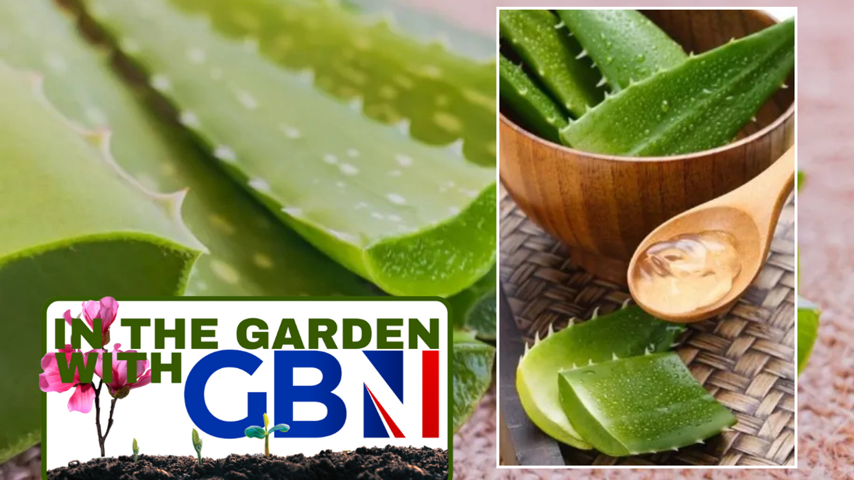 Aloe vera