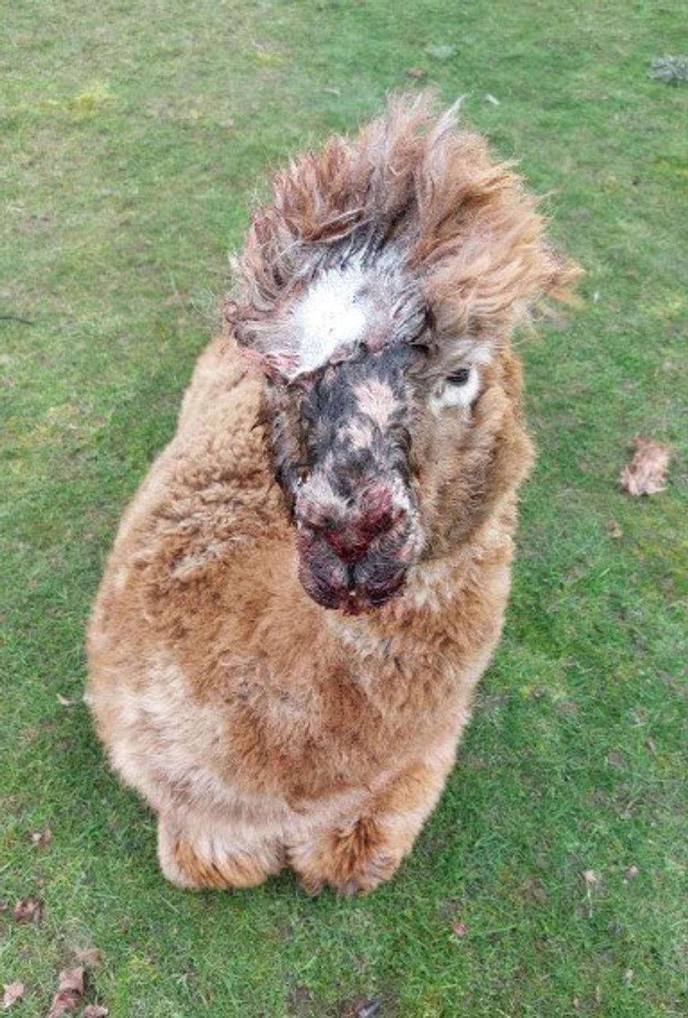 Alpaca