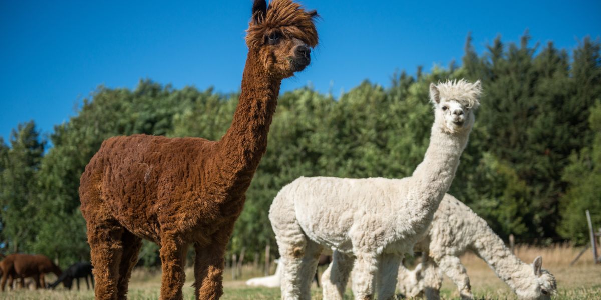NextImg:'Carnage!' Four alpacas shot dead in Cambridgeshire village in 'head shot massacre'
