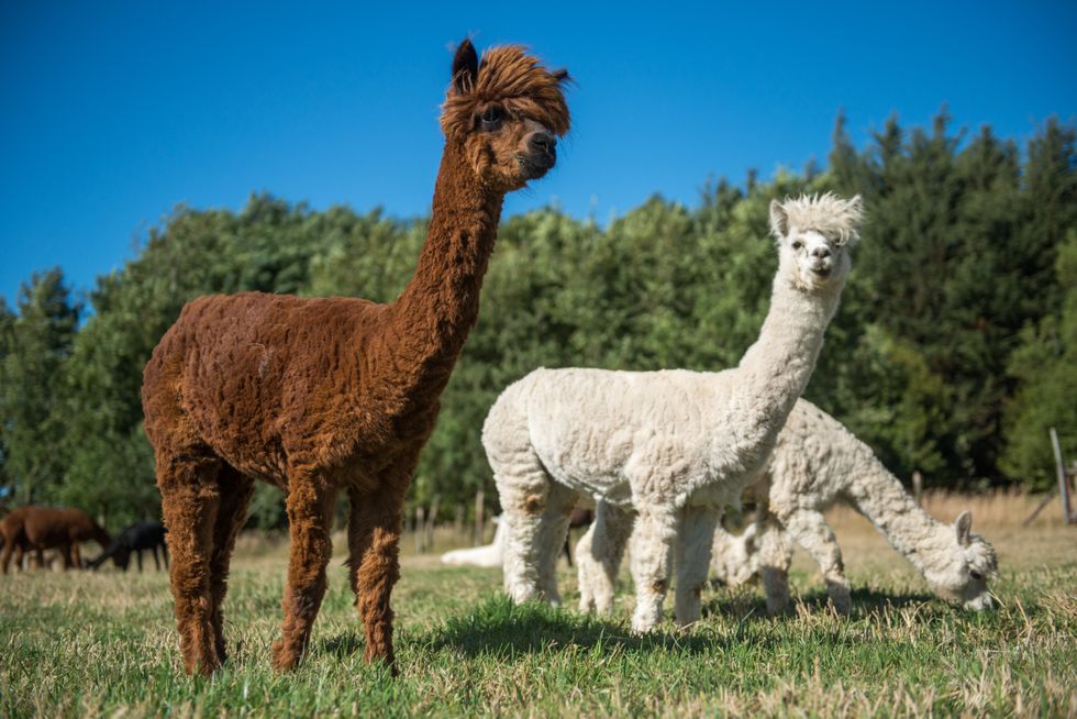 Alpacas
