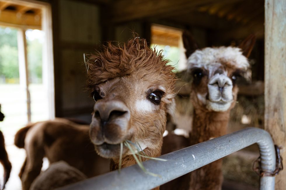 Alpacas