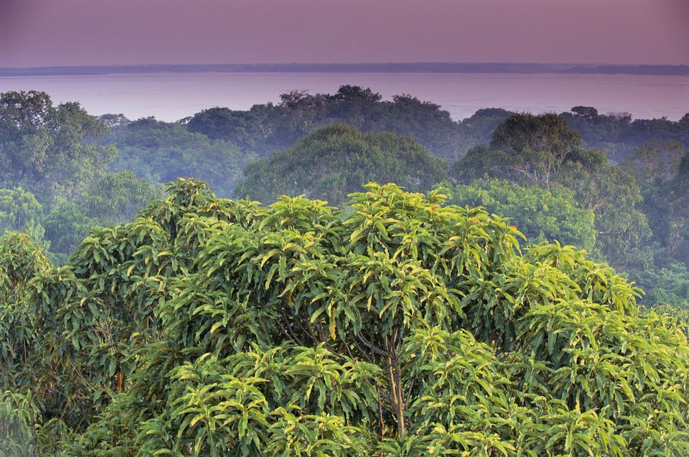 Amazon jungle trees