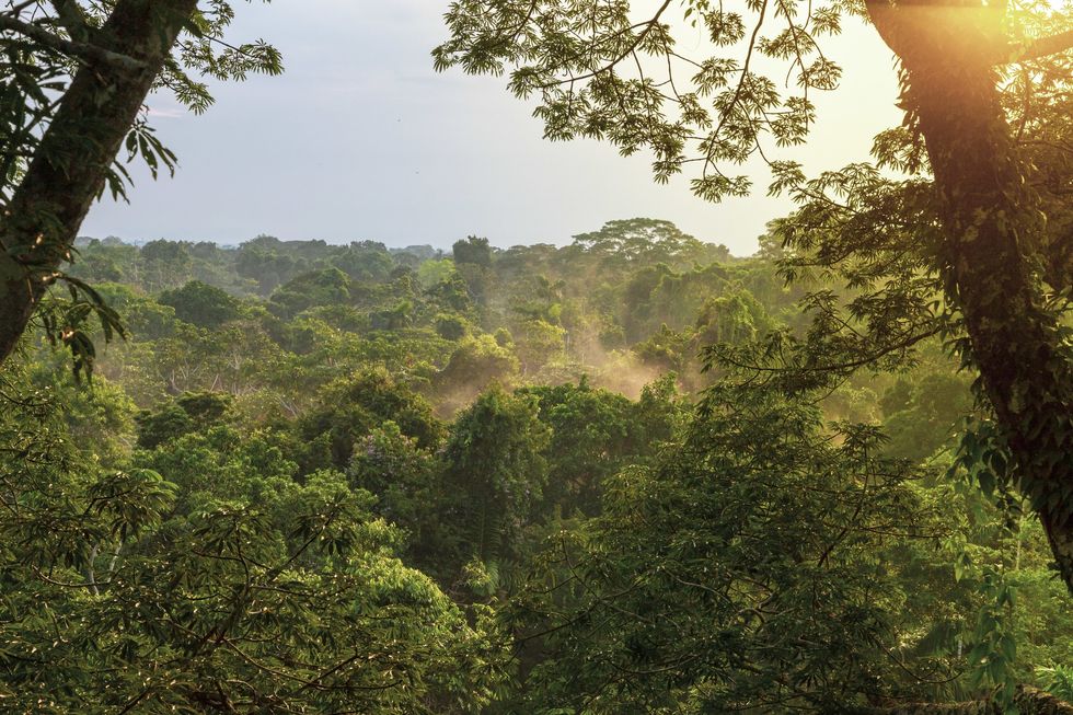 Amazon rainforest