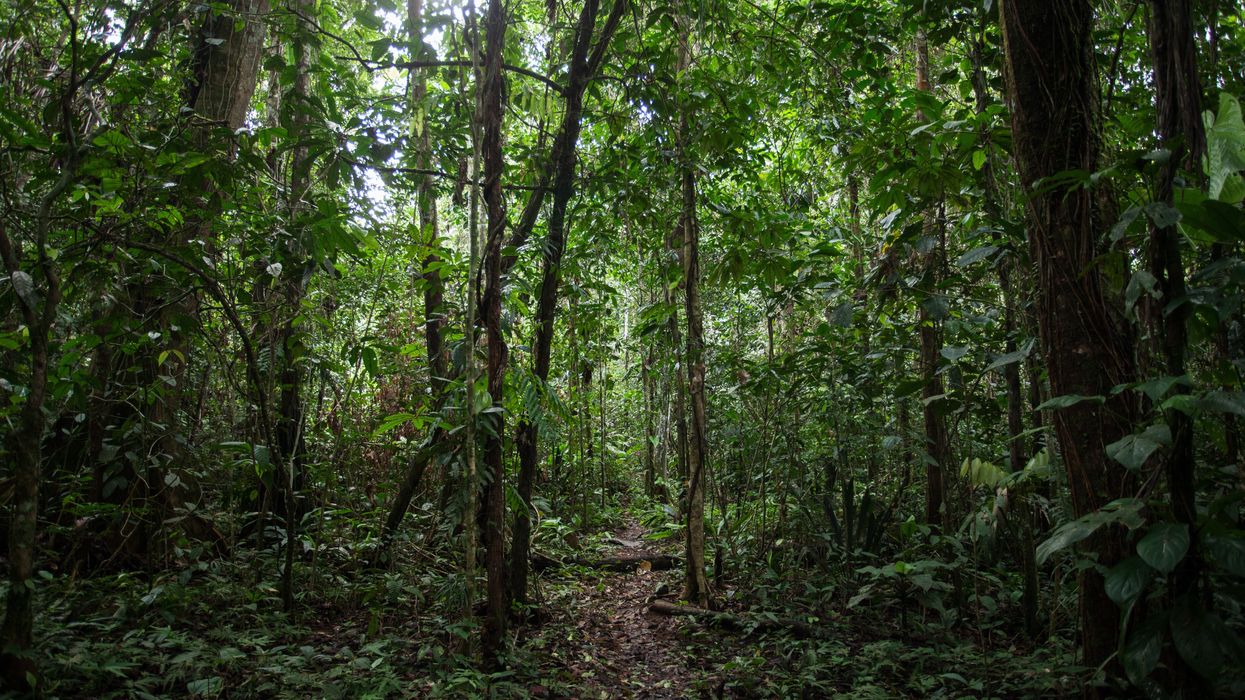 Amazon rainforest