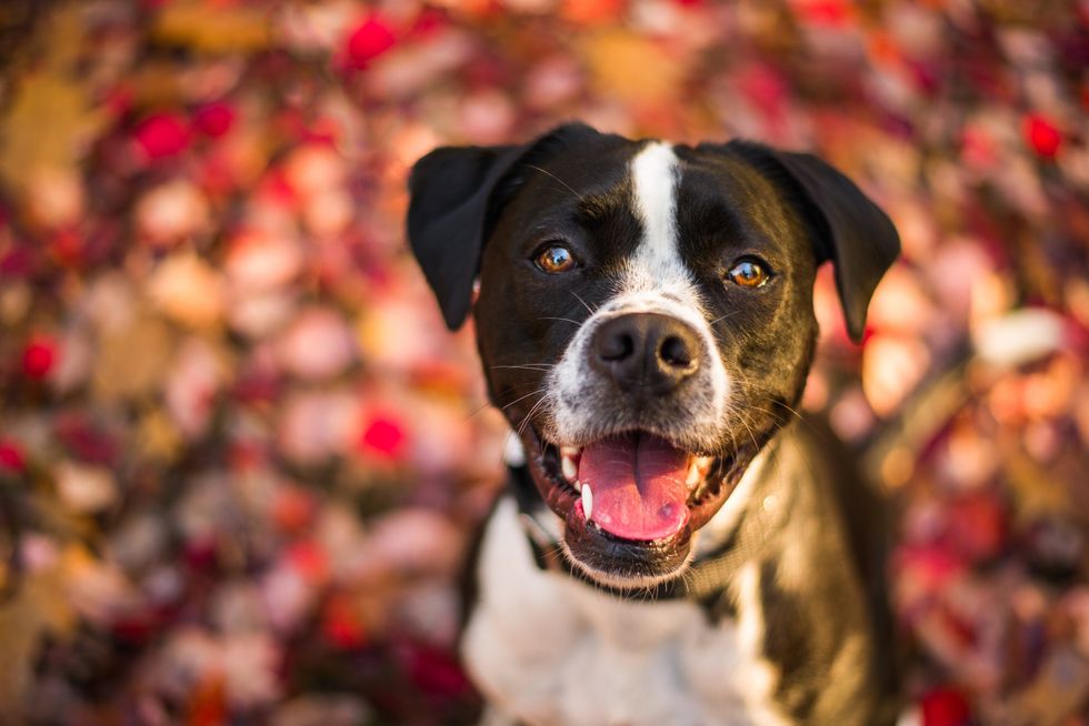 American bulldog