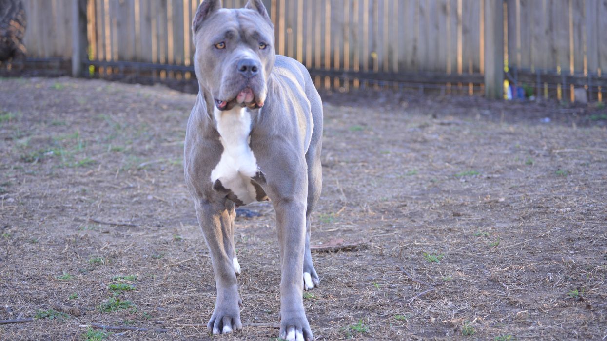 American Bully XL