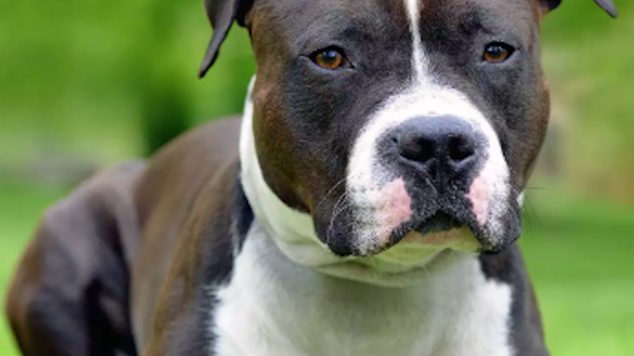 American Staffordshire terrier