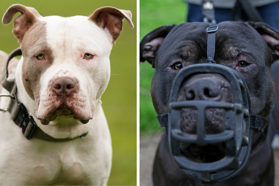American XL Bullies