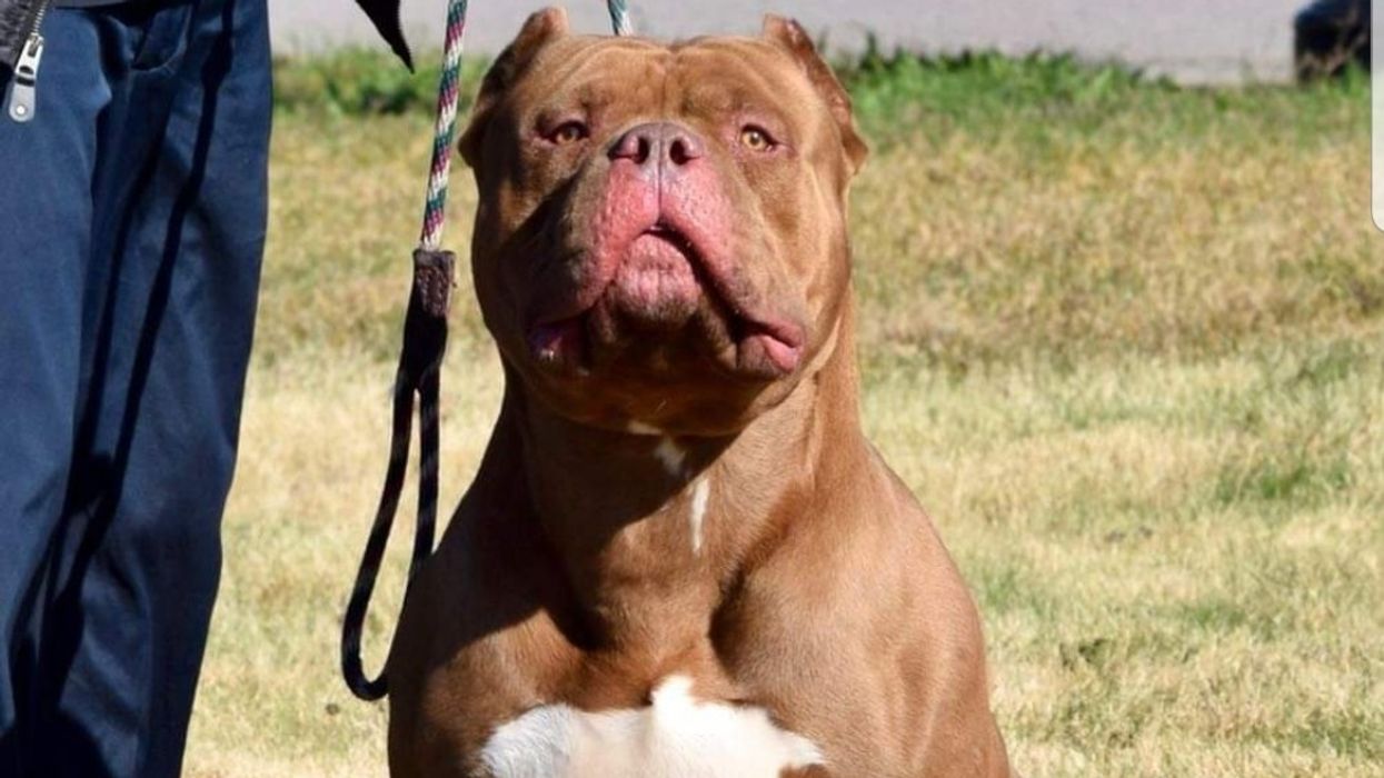 American XL Bully