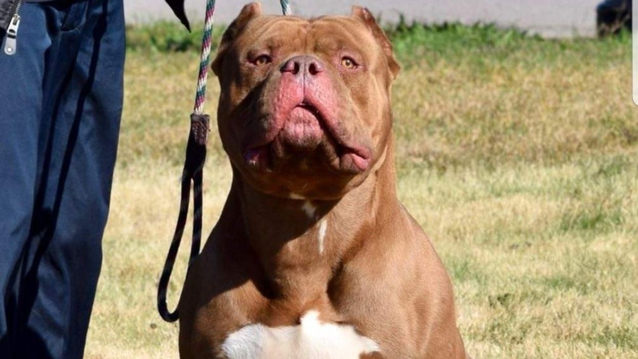 American XL Bully