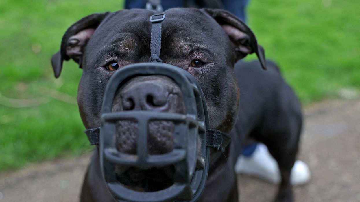 American XL Bully