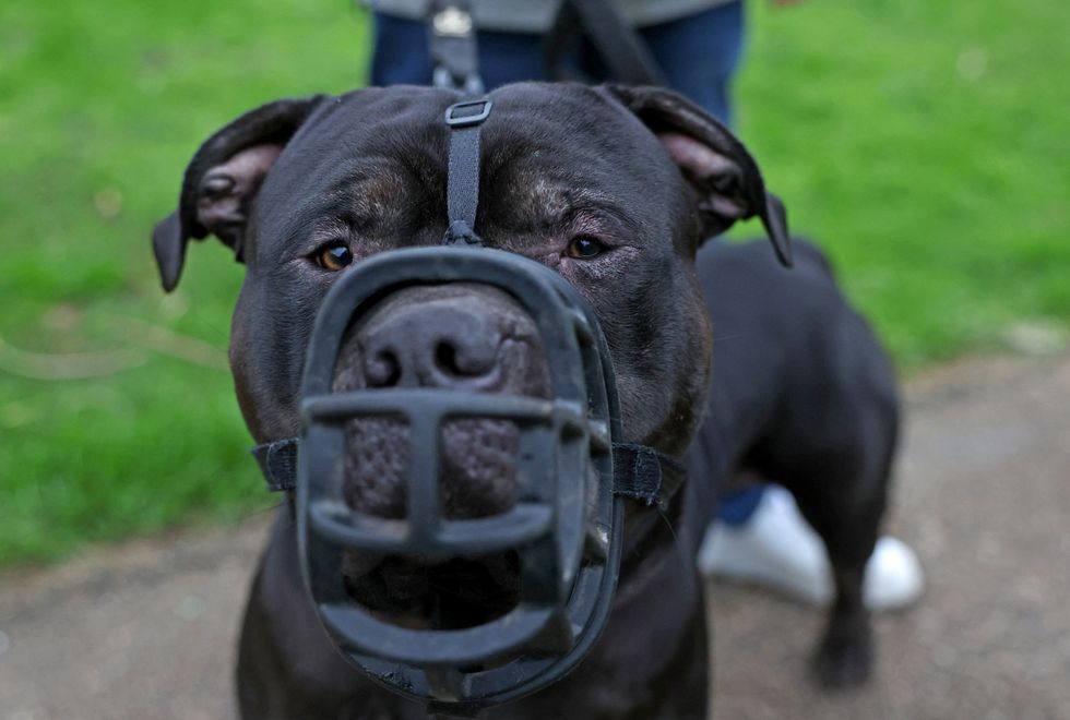 American XL Bully