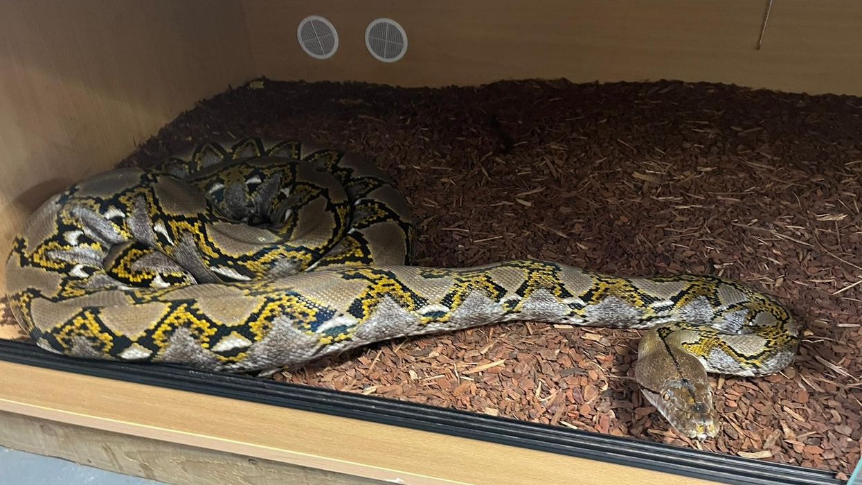 An 11ft python that was fought off by a 61-year-old grandad