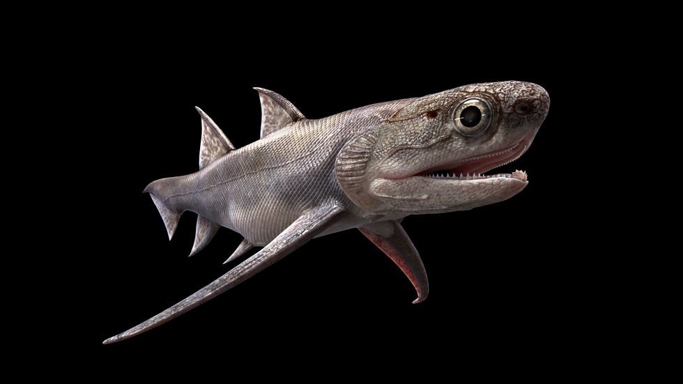 An artistic reconstruction of a Qianodus duplicis.