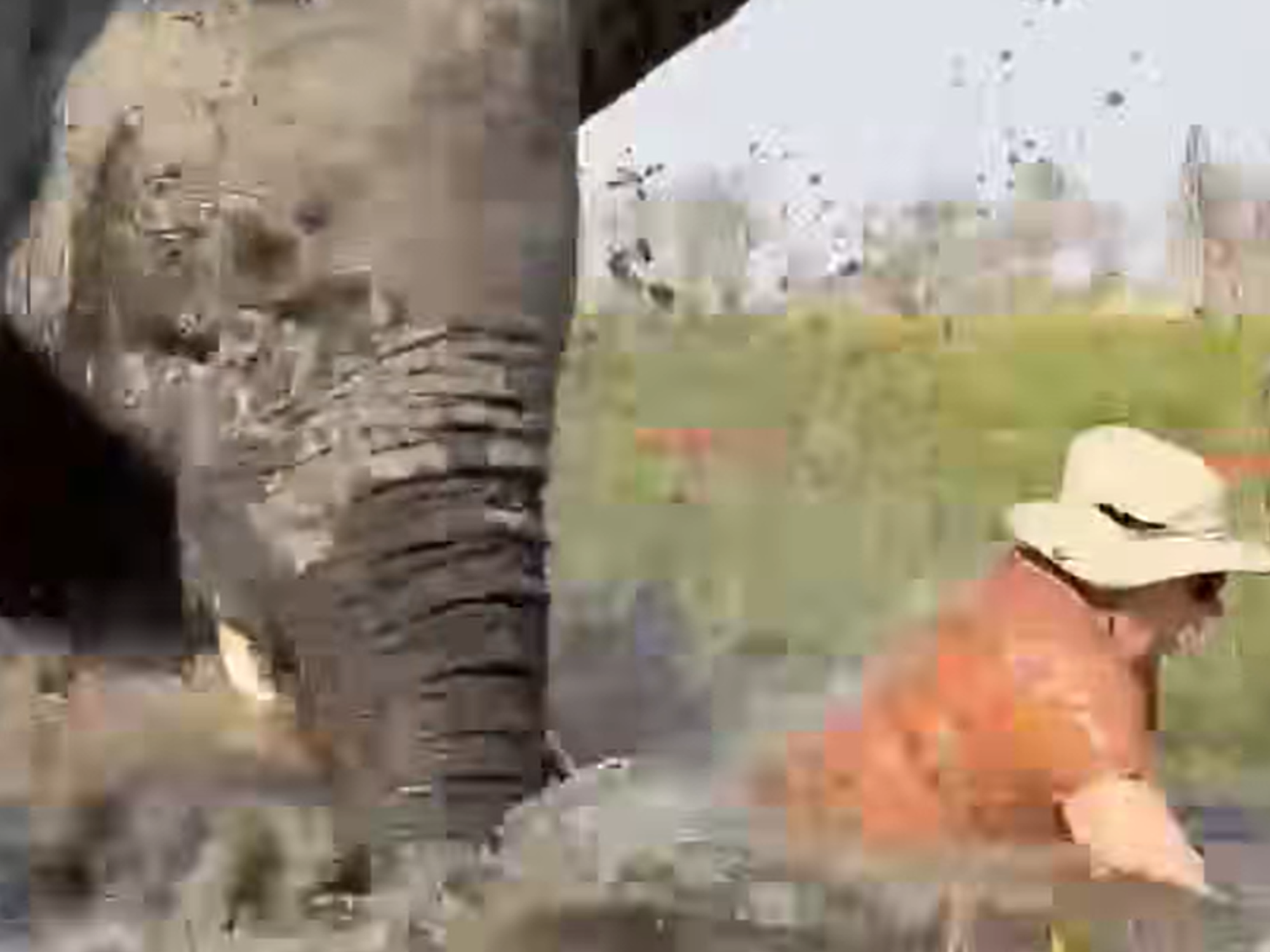 An elephant charging a tourist
