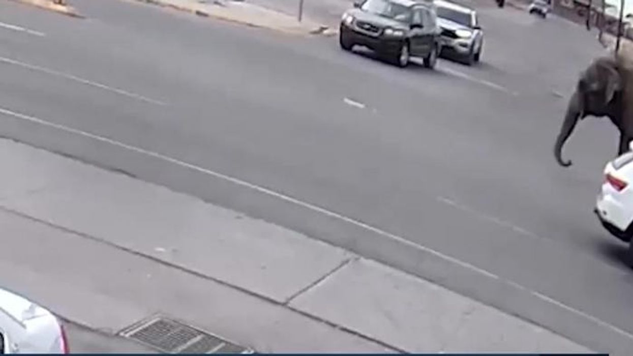 WATCH: Chaos as elephant marauds streets of Montana after daring circus escape