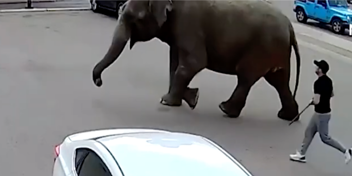NextImg:WATCH: Chaos as elephant marauds streets of Montana after daring circus escape