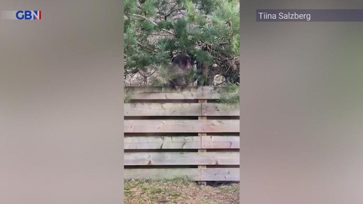 Locals urged to stay indoors and keep windows closed as 43 monkeys escape from medical testing lab in 'Planet of the Apes-like mishap'